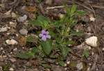 Ruellia patula