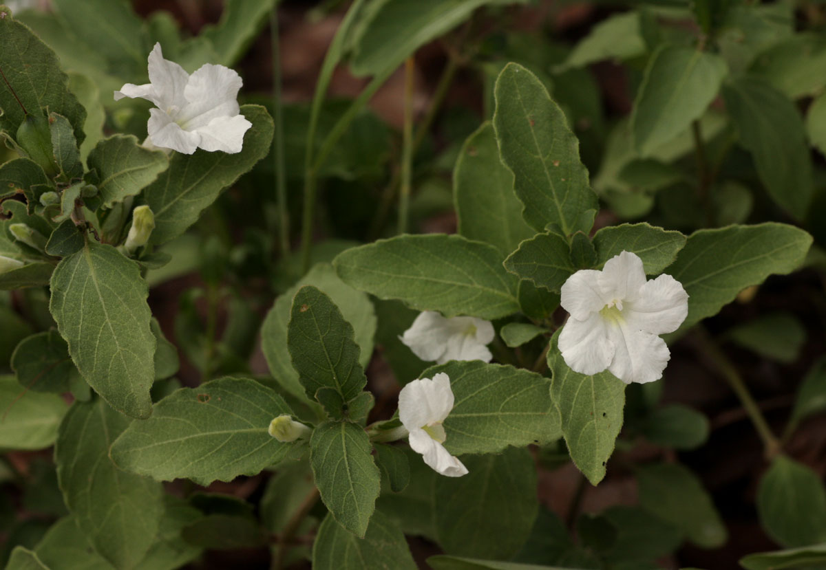 Ruellia patula Ruellia patula