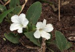 Ruellia patula