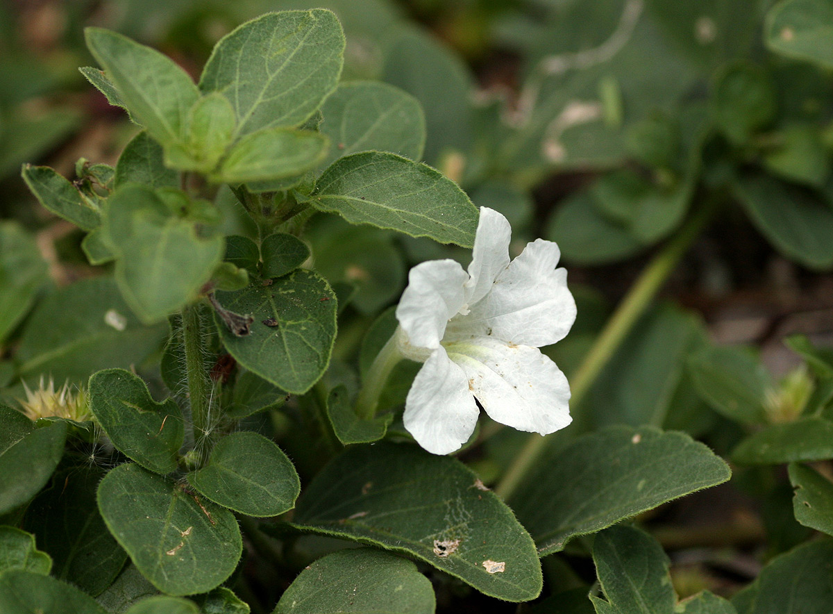 Ruellia patula Ruellia patula