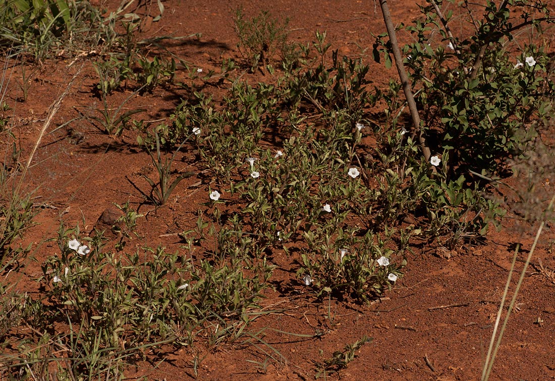 Ruellia patula Ruellia patula