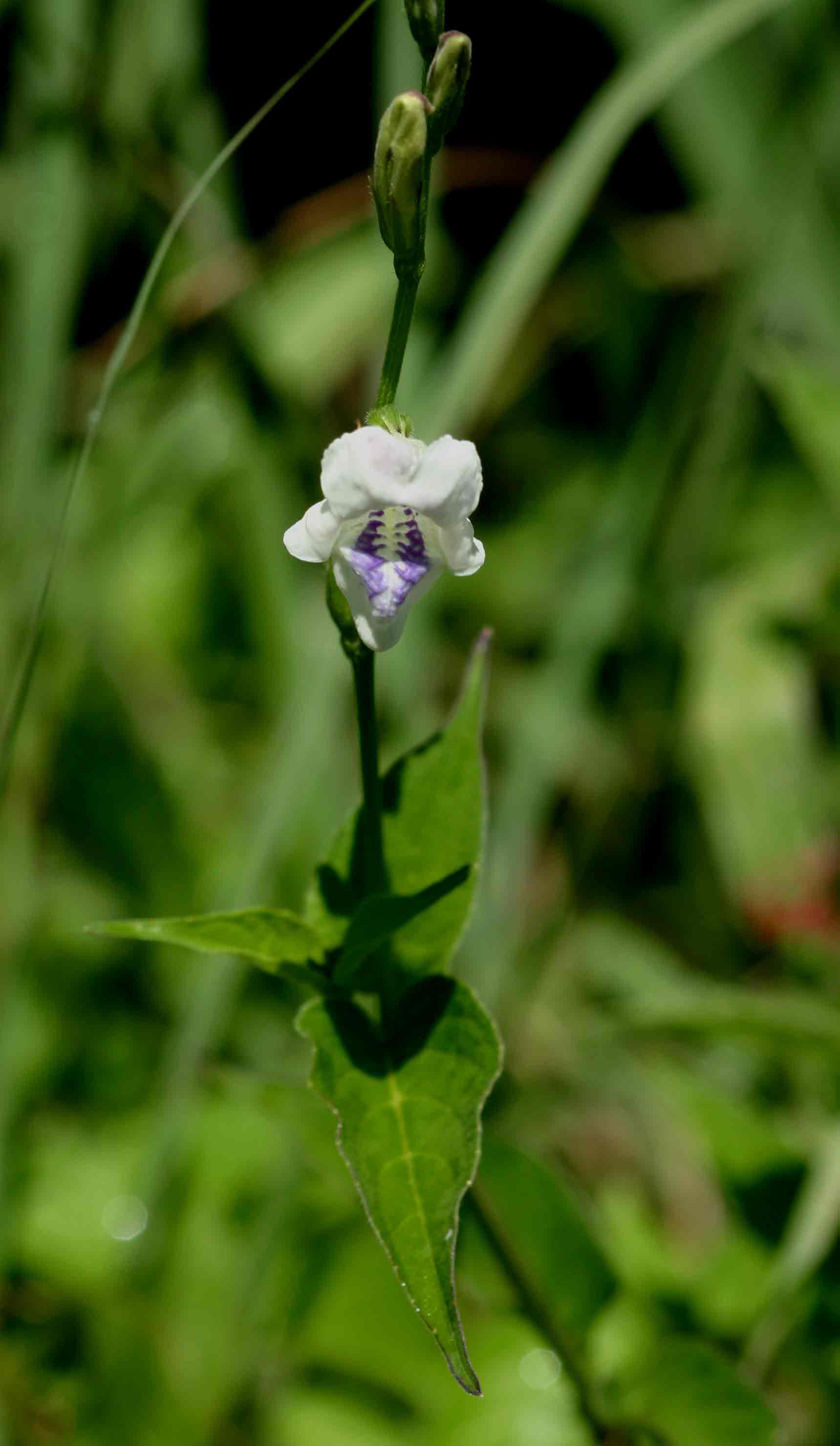 Asystasia intrusa