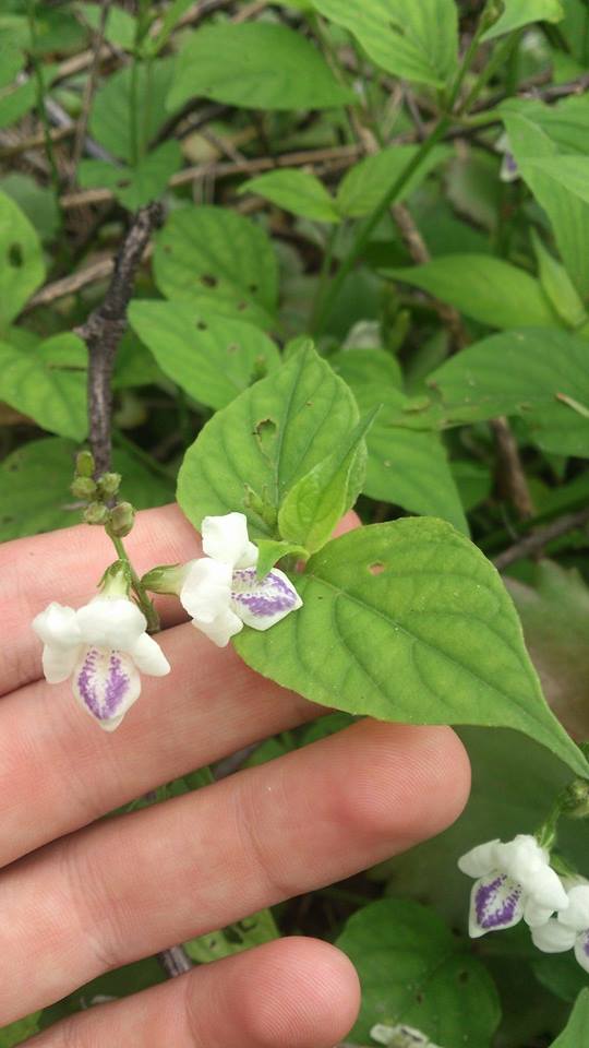 Asystasia intrusa