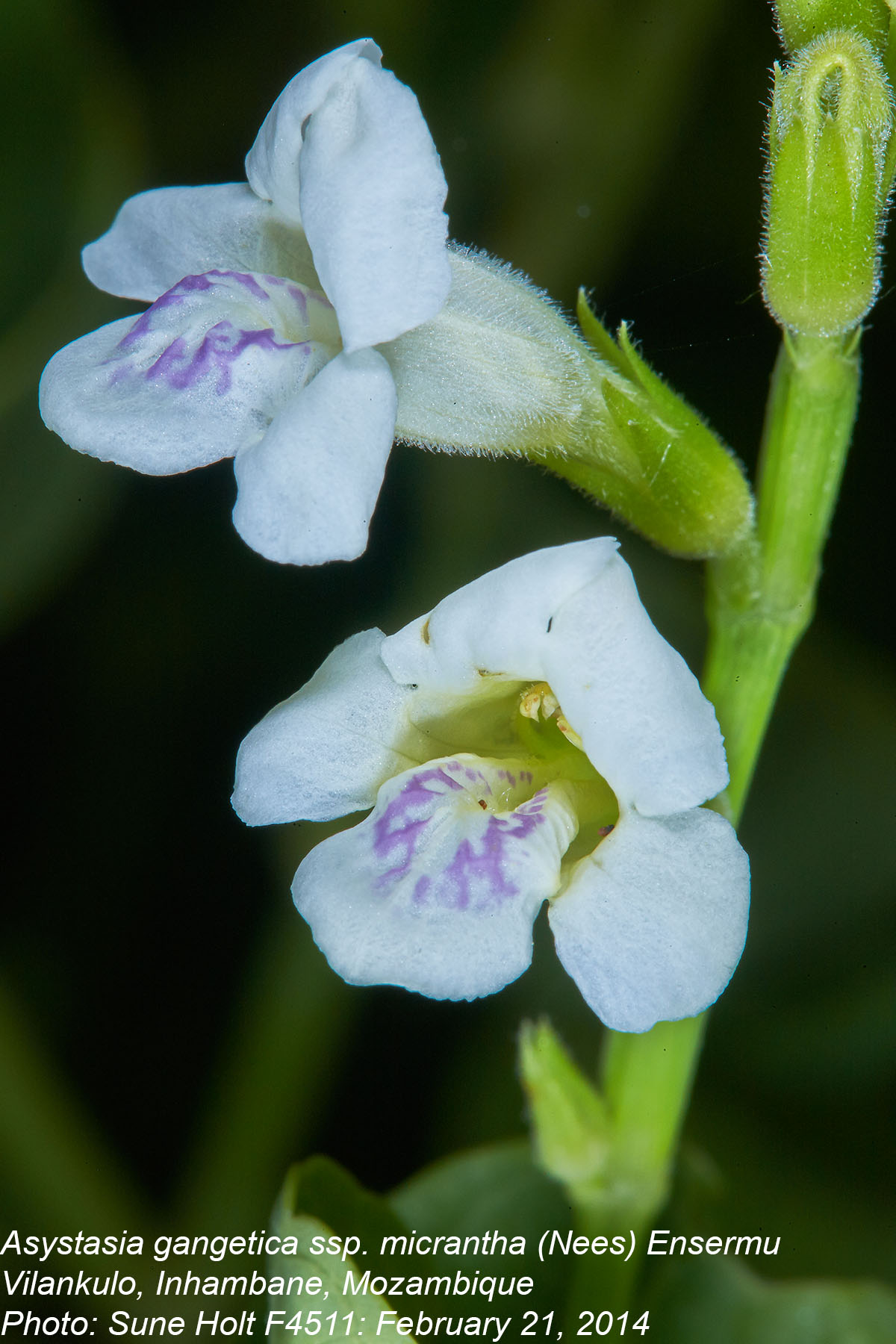 Asystasia intrusa Asystasia intrusa