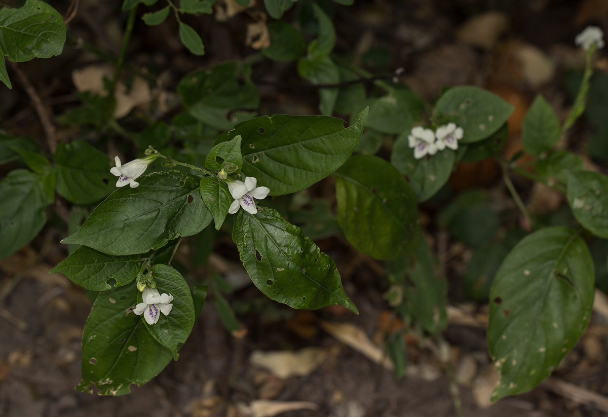 Asystasia intrusa Asystasia intrusa