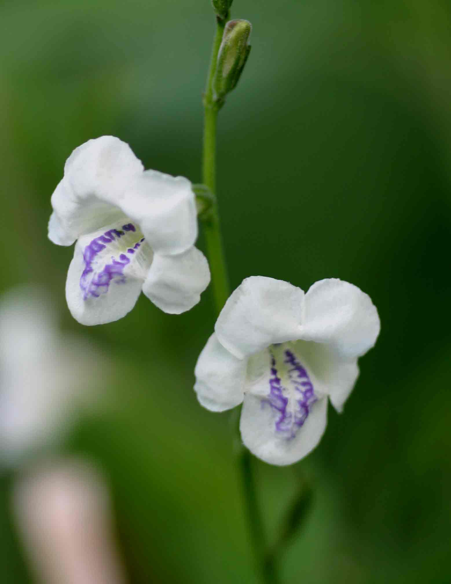Asystasia intrusa Asystasia intrusa