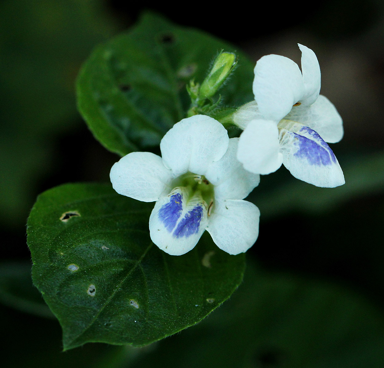 Asystasia intrusa