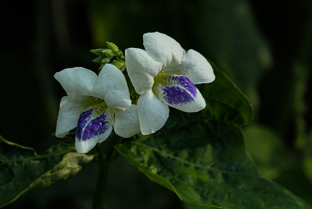 Asystasia intrusa Asystasia intrusa