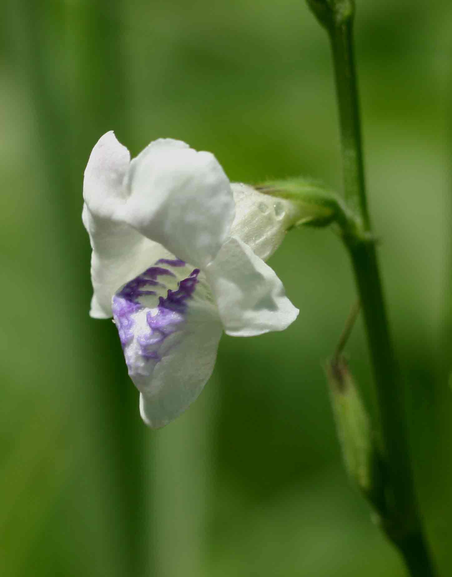 Asystasia intrusa Asystasia intrusa