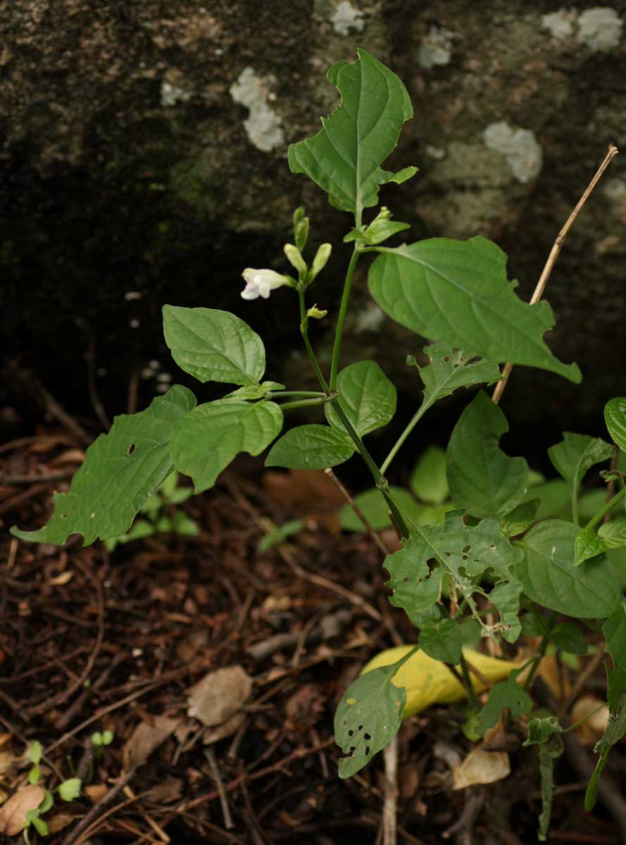 Asystasia intrusa Asystasia intrusa