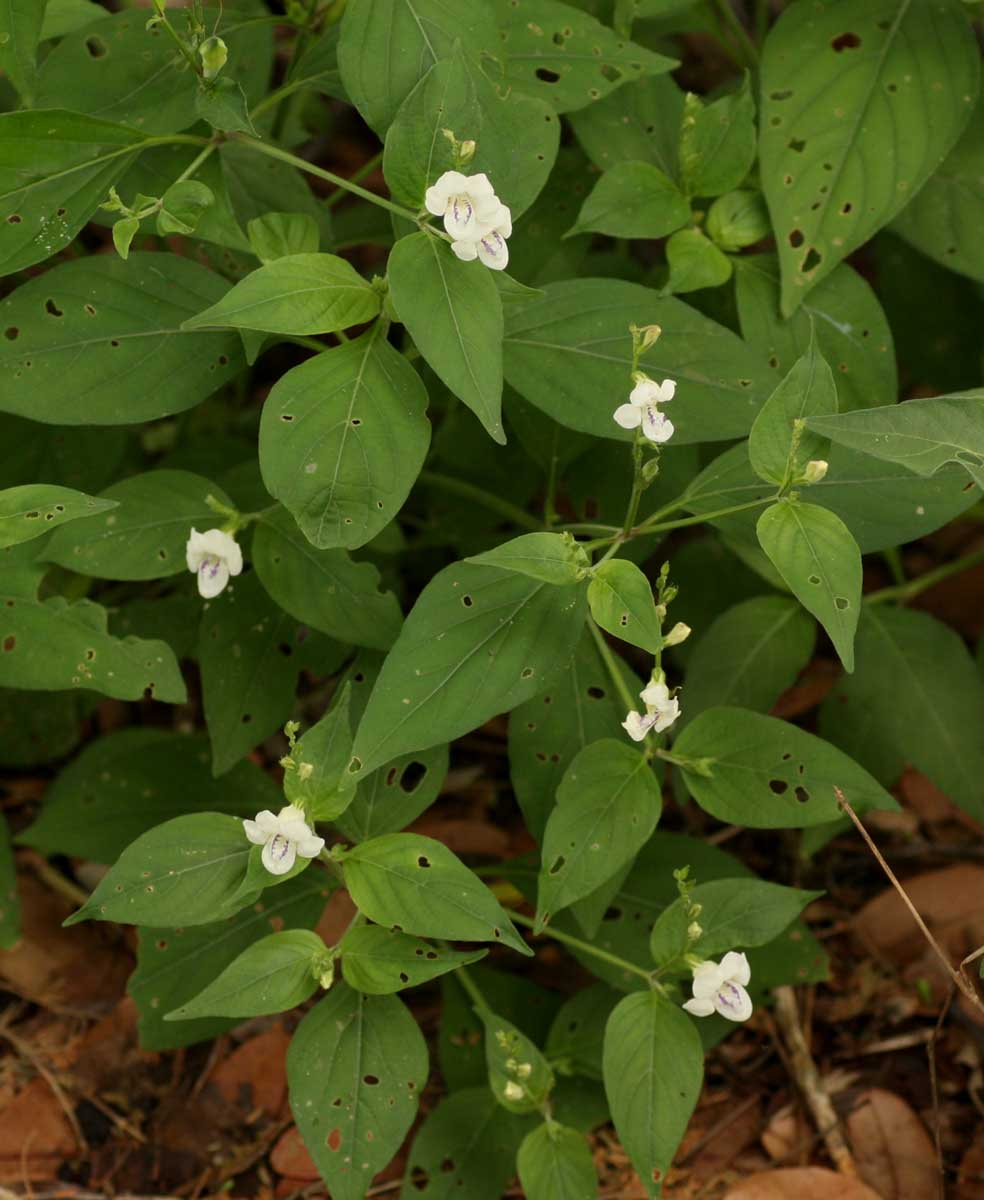 Asystasia intrusa Asystasia intrusa