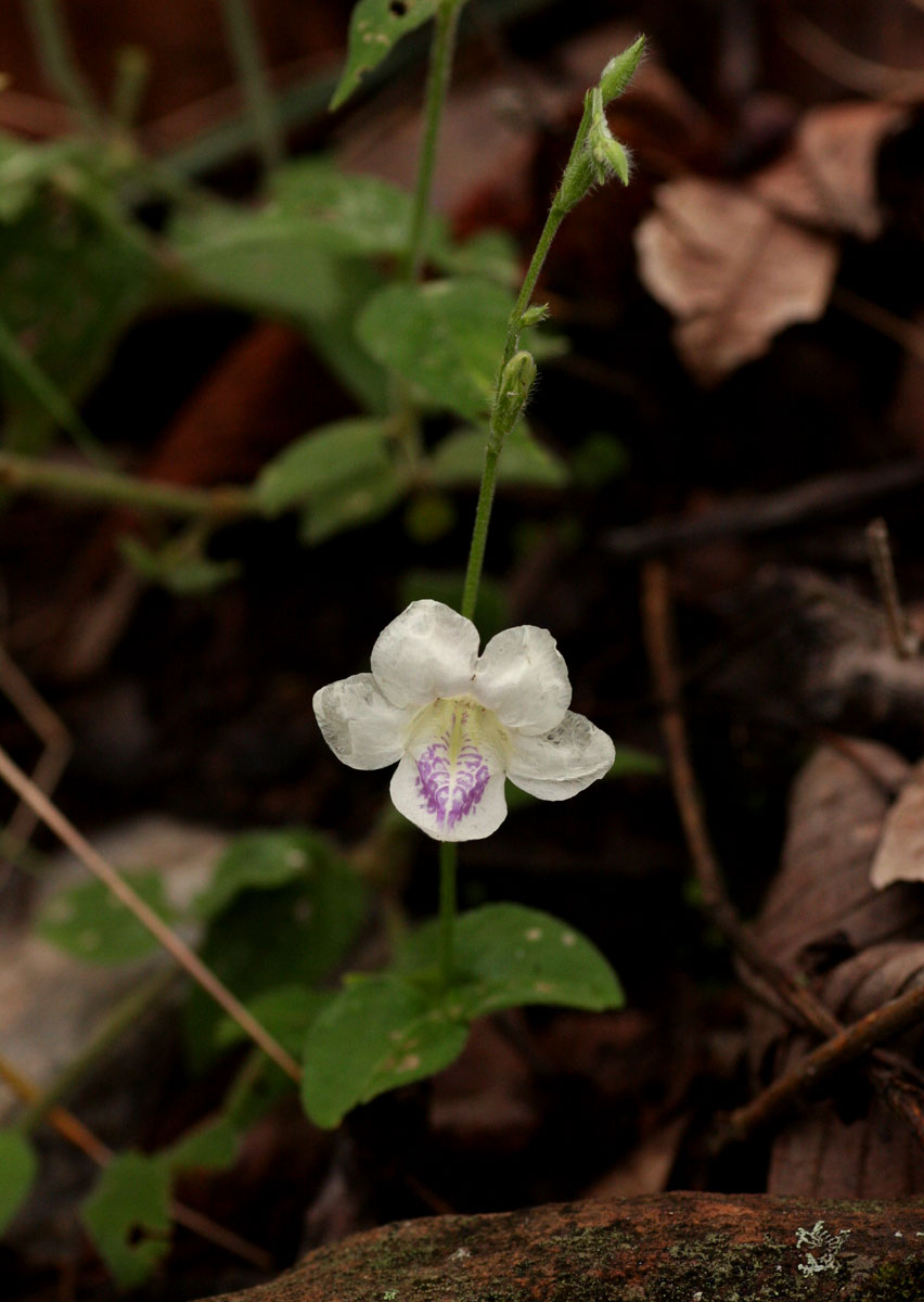 Asystasia intrusa Asystasia intrusa