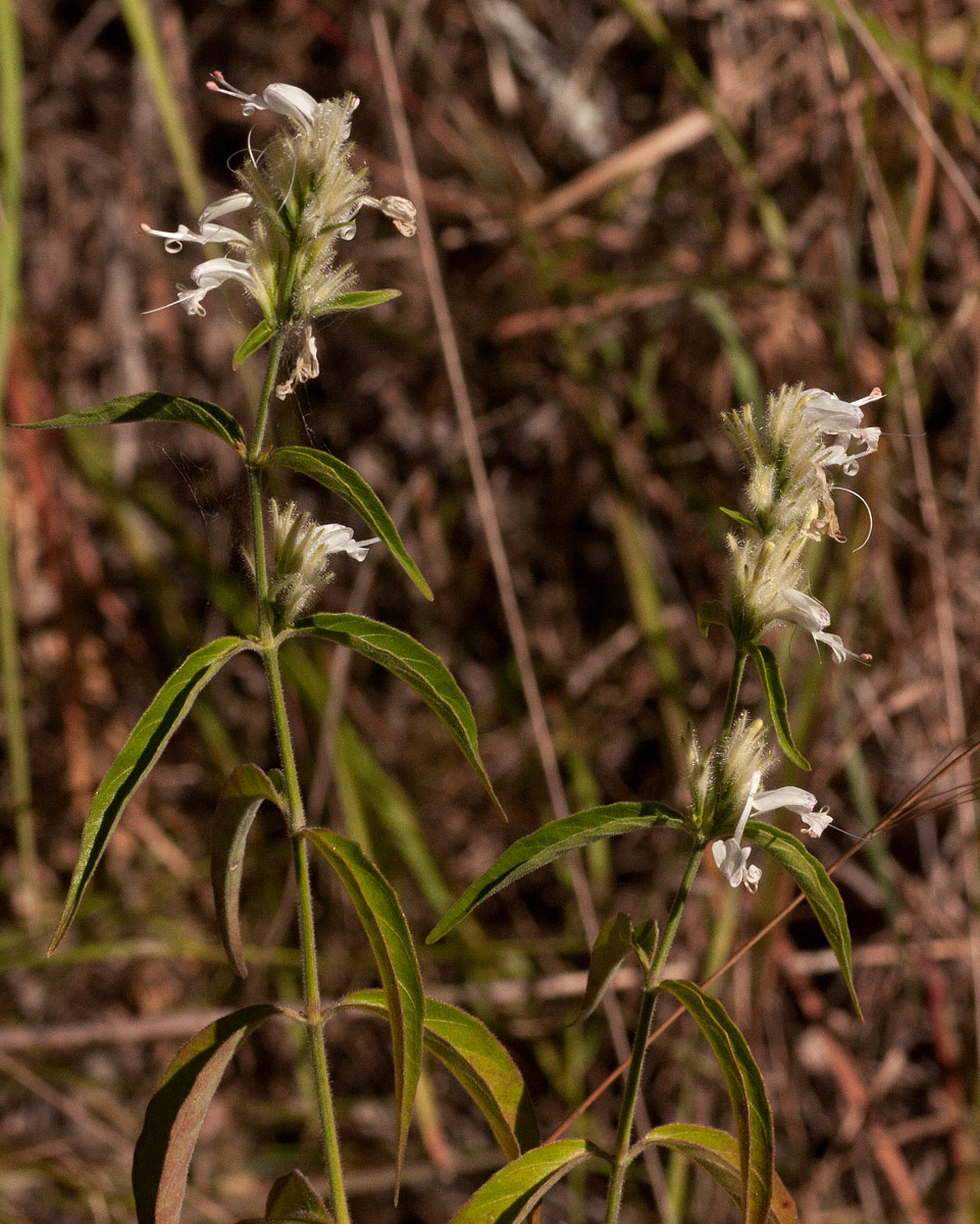 Hypoestes forskaolii subsp. forskaolii Hypoestes forskaolii subsp. forskaolii