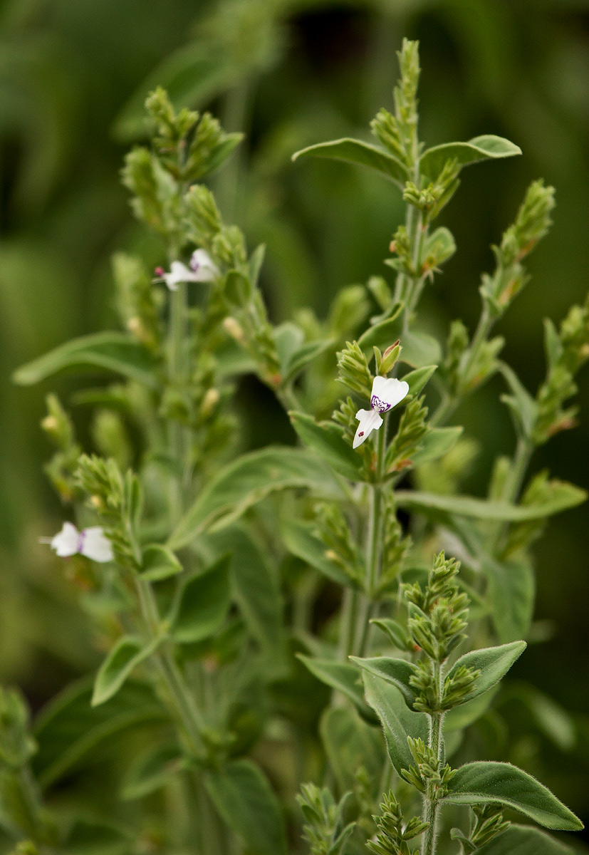 Hypoestes forskaolii subsp. forskaolii Hypoestes forskaolii subsp. forskaolii