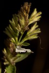Hypoestes forskaolii subsp. forskaolii