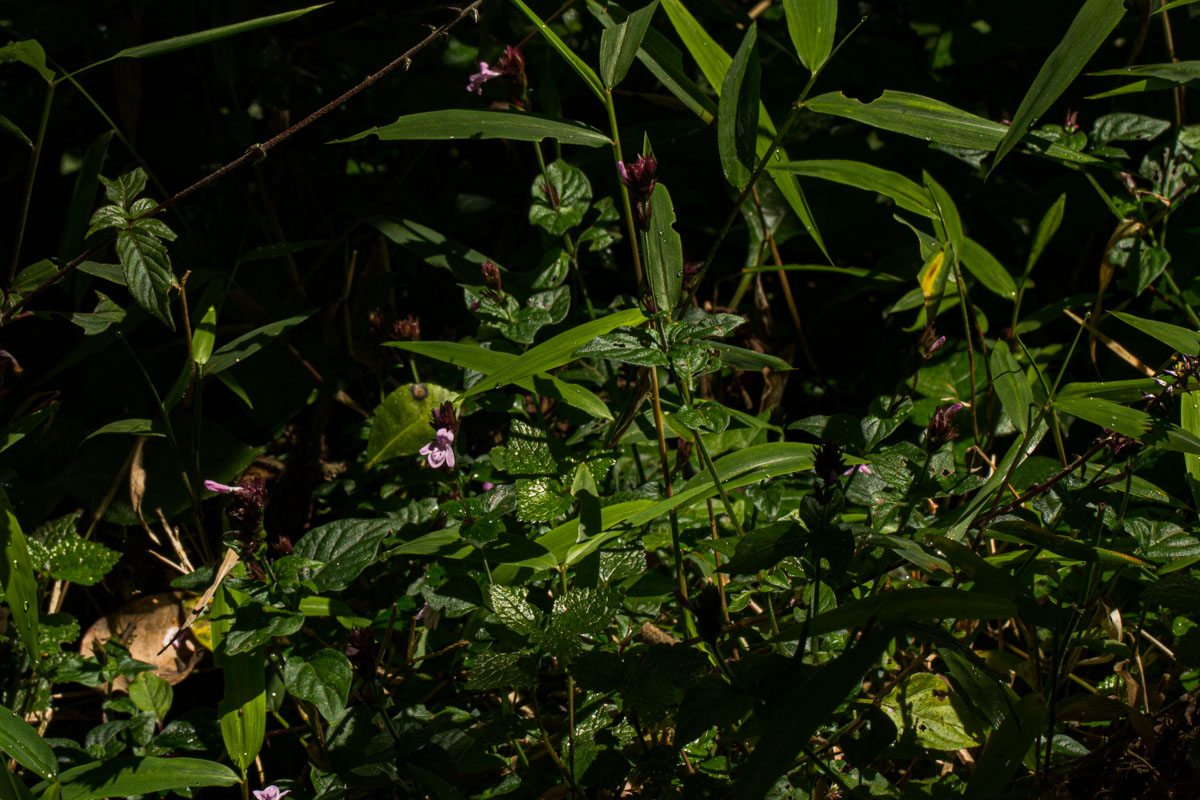 Isoglossa gregorii Isoglossa gregorii