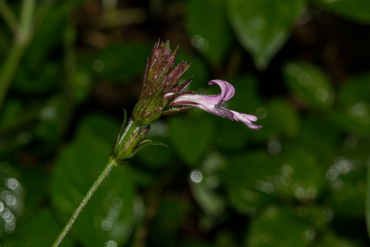 Isoglossa gregorii Isoglossa gregorii