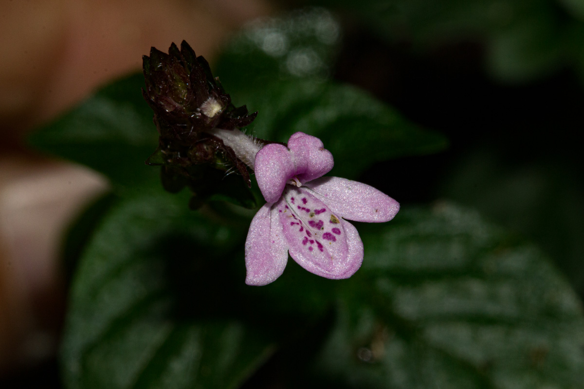 Isoglossa gregorii Isoglossa gregorii