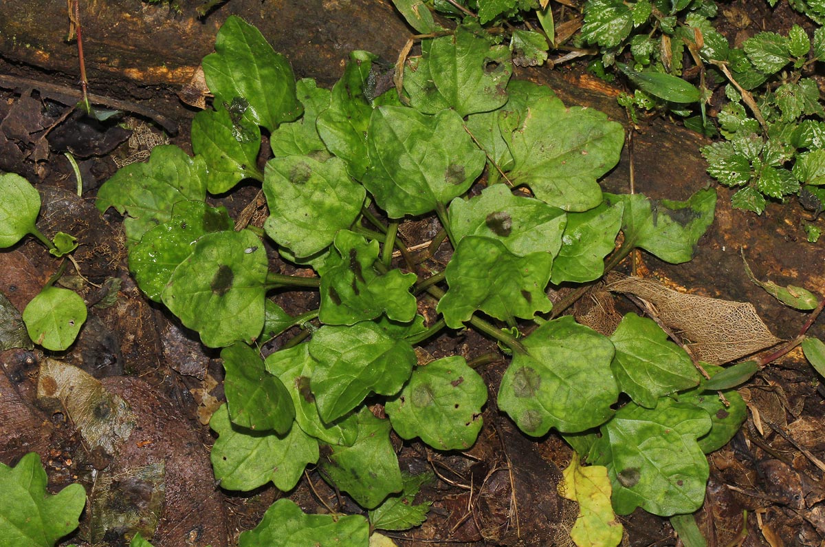 Plantago palmata