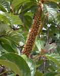 Hymenodictyon floribundum