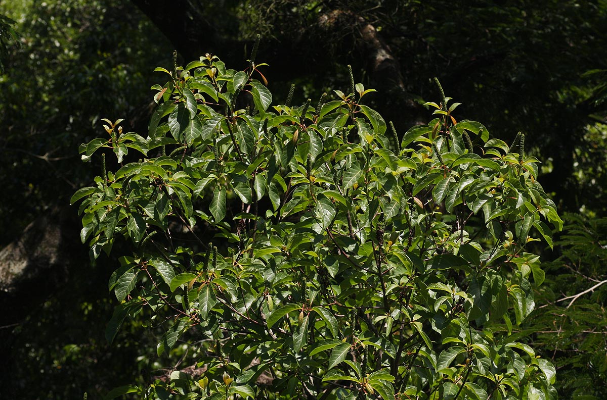 Hymenodictyon floribundum Hymenodictyon floribundum