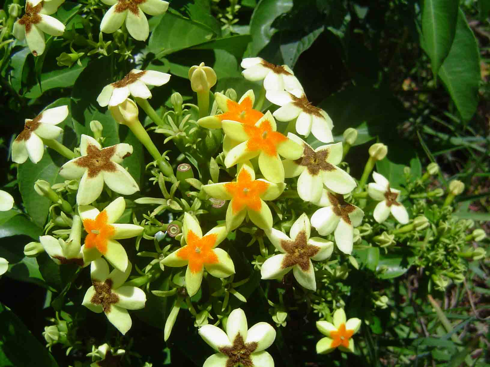 Mussaenda arcuata Mussaenda arcuata