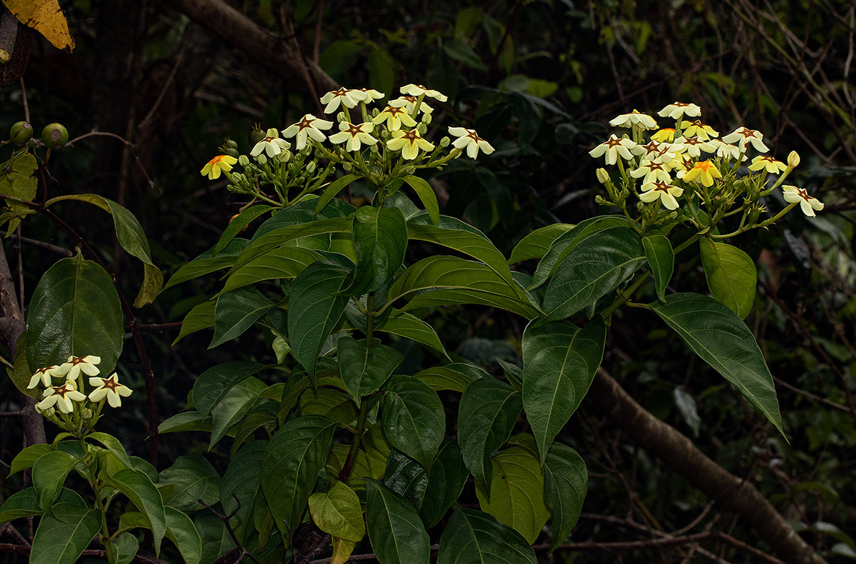 Mussaenda arcuata Mussaenda arcuata