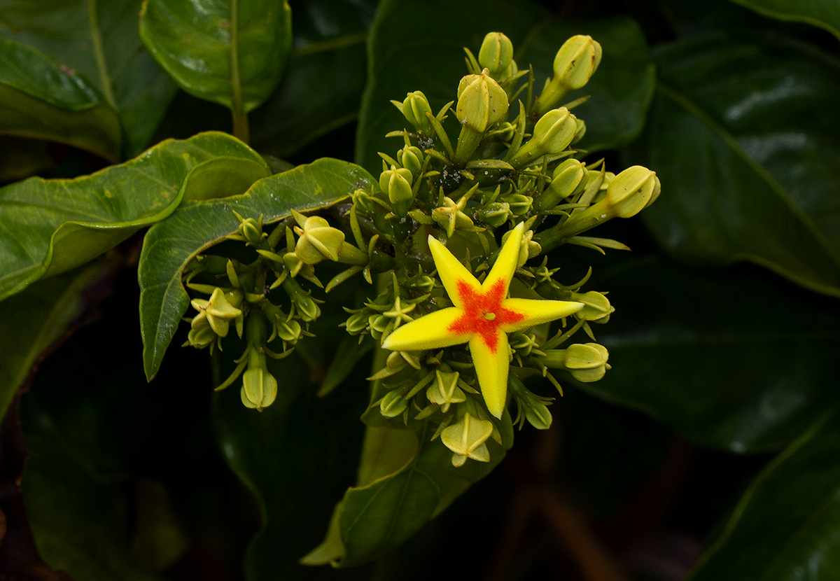 Mussaenda arcuata Mussaenda arcuata