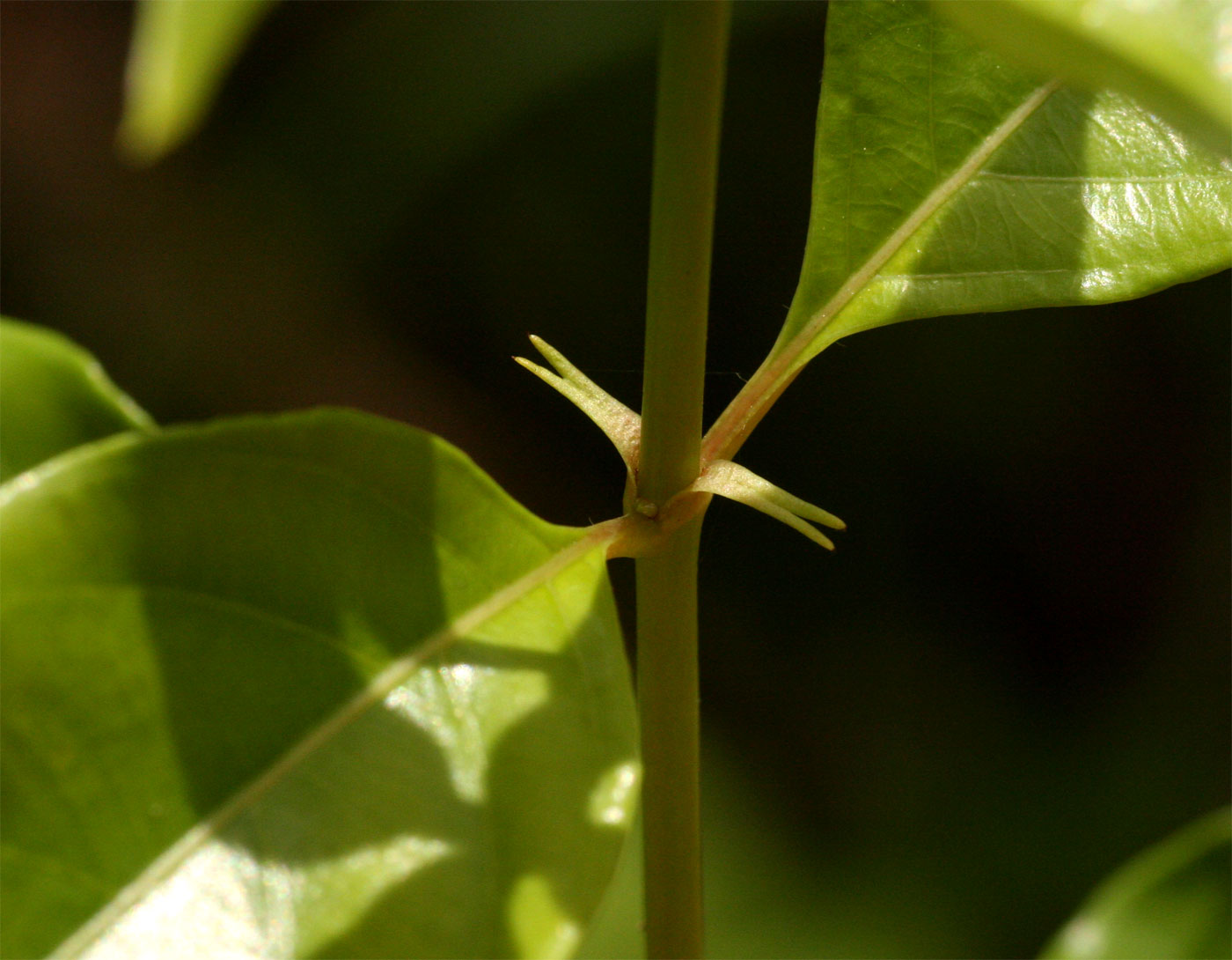 Mussaenda arcuata Mussaenda arcuata