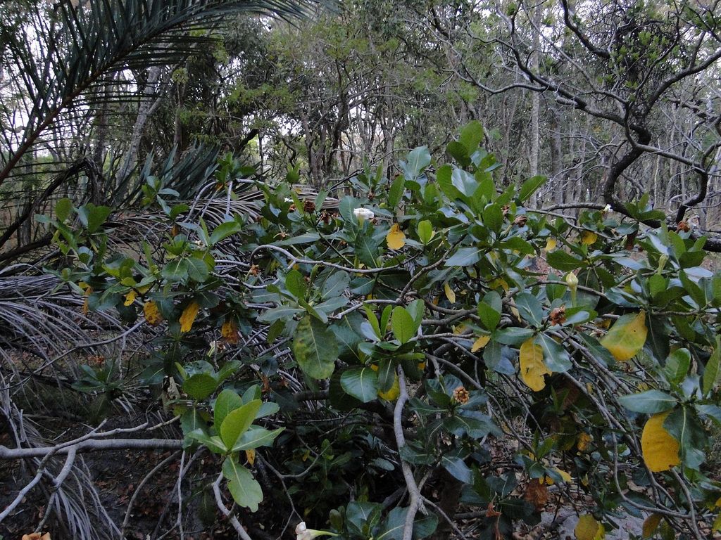 Gardenia imperialis subsp. imperialis Gardenia imperialis subsp. imperialis