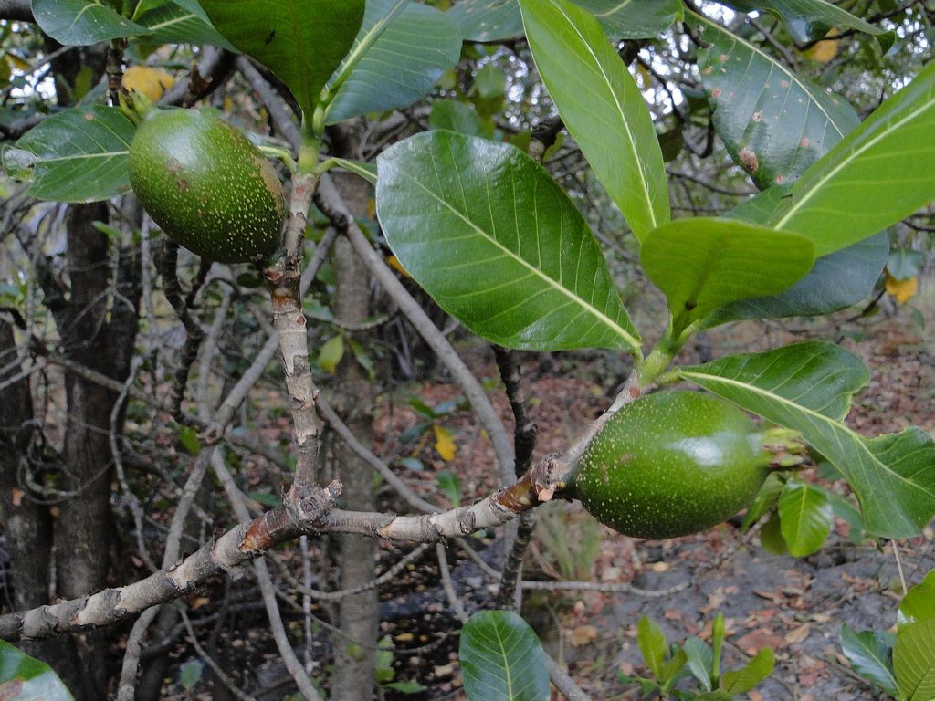 Gardenia imperialis subsp. imperialis Gardenia imperialis subsp. imperialis