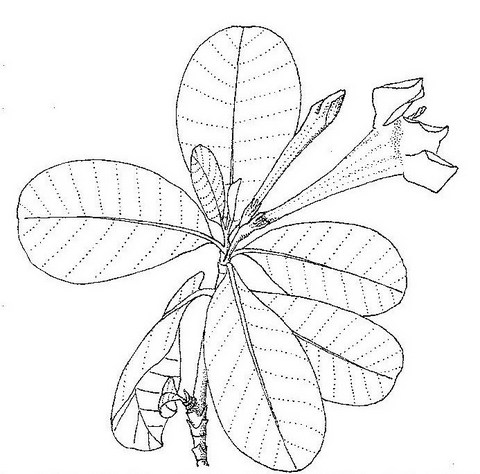 Gardenia imperialis subsp. imperialis Gardenia imperialis subsp. imperialis