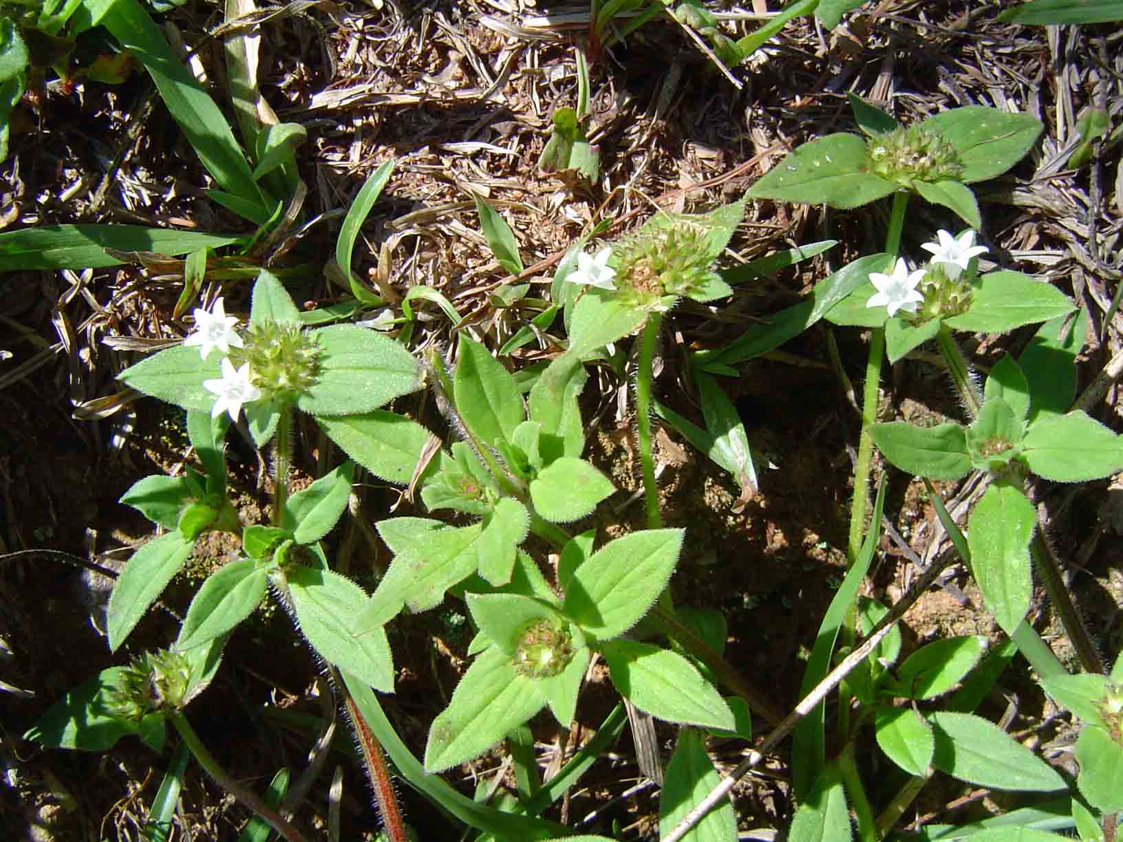 Richardia scabra Richardia scabra