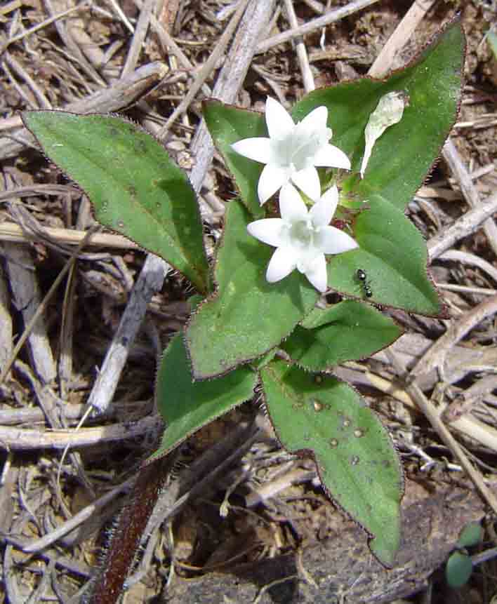 Richardia scabra Richardia scabra