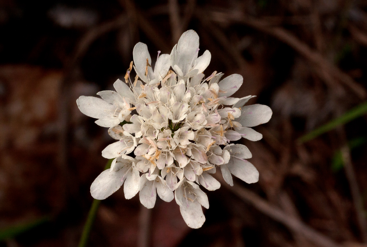 Scabiosa columbaria Scabiosa columbaria