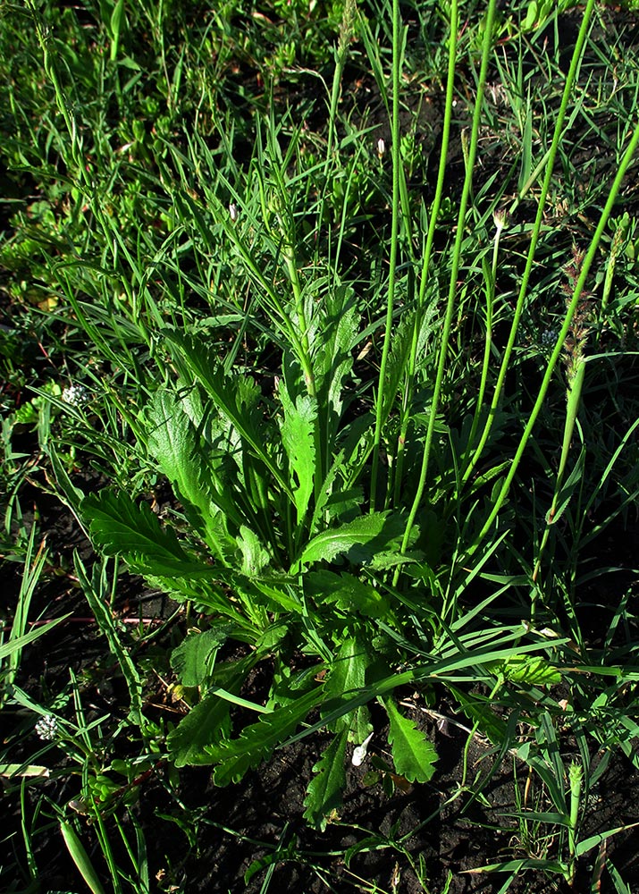 Scabiosa columbaria Scabiosa columbaria