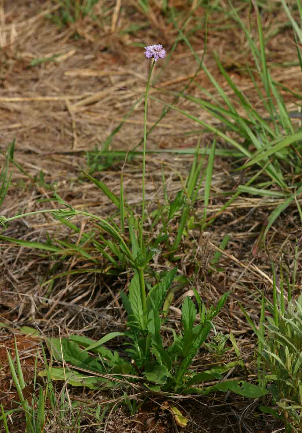 Scabiosa columbaria Scabiosa columbaria
