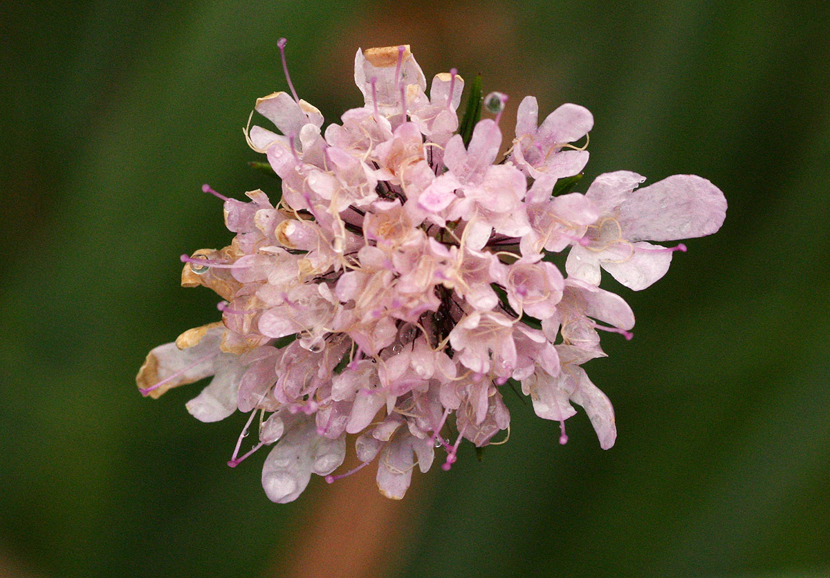 Scabiosa columbaria Scabiosa columbaria