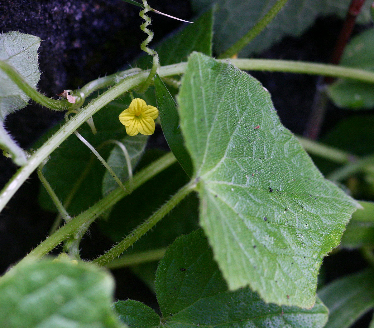 Oreosyce africana Oreosyce africana