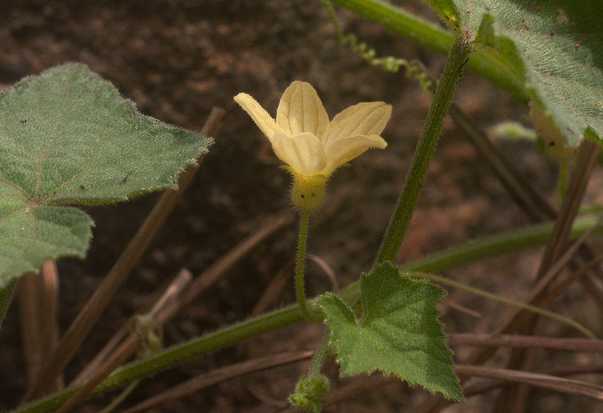 Oreosyce africana Oreosyce africana