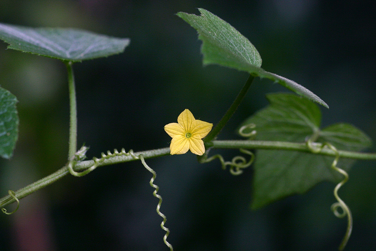 Oreosyce africana Oreosyce africana