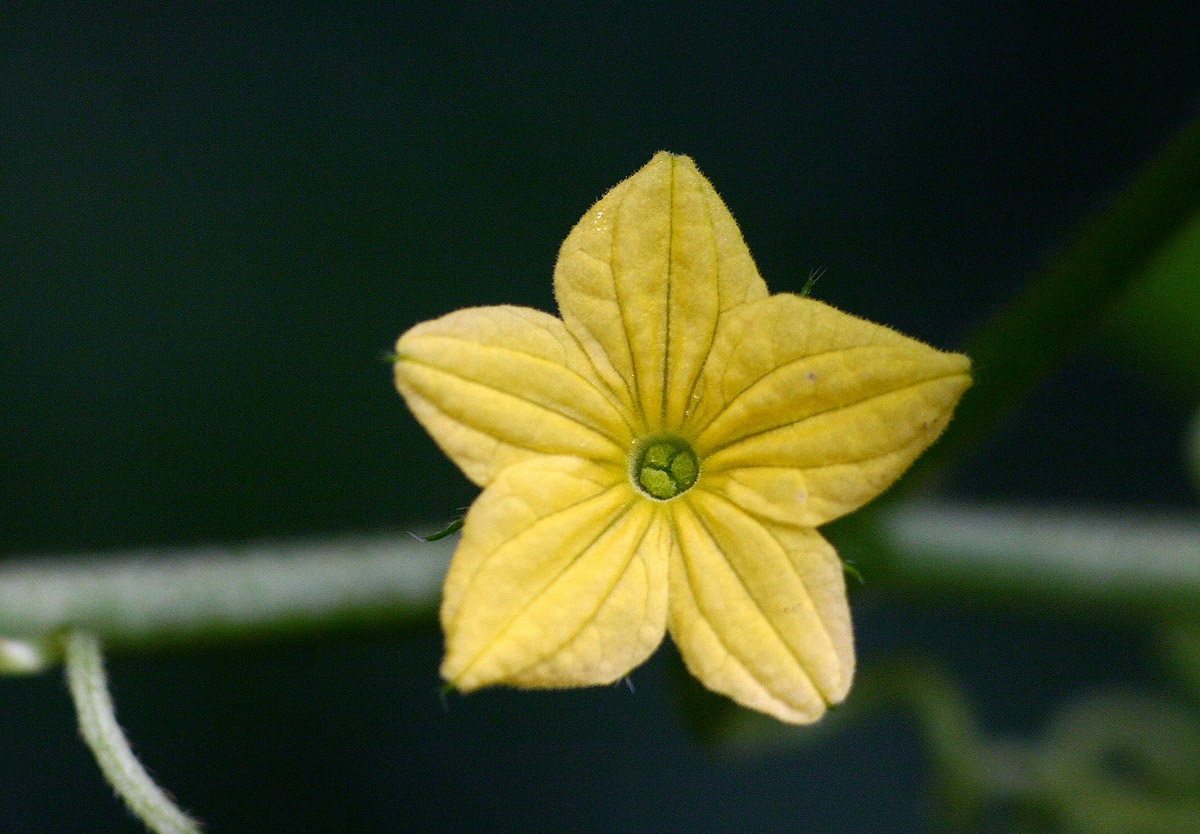 Oreosyce africana Oreosyce africana