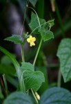 Oreosyce africana