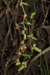 Cucumis maderaspatanus