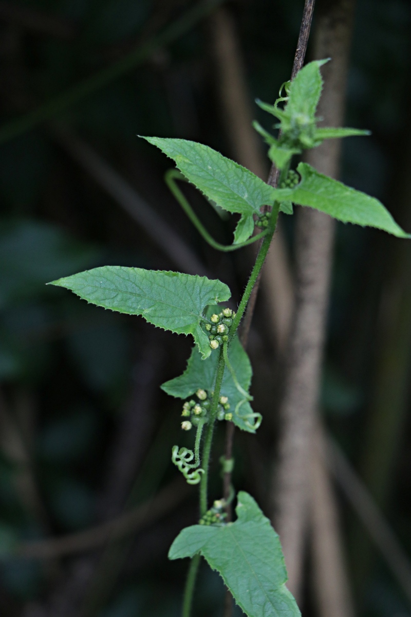 Cucumis maderaspatanus Cucumis maderaspatanus