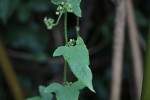 Cucumis maderaspatanus