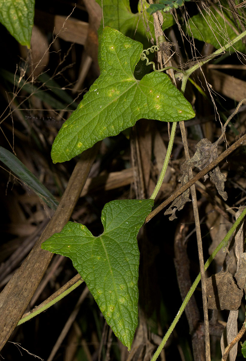 Cucumis maderaspatanus Cucumis maderaspatanus