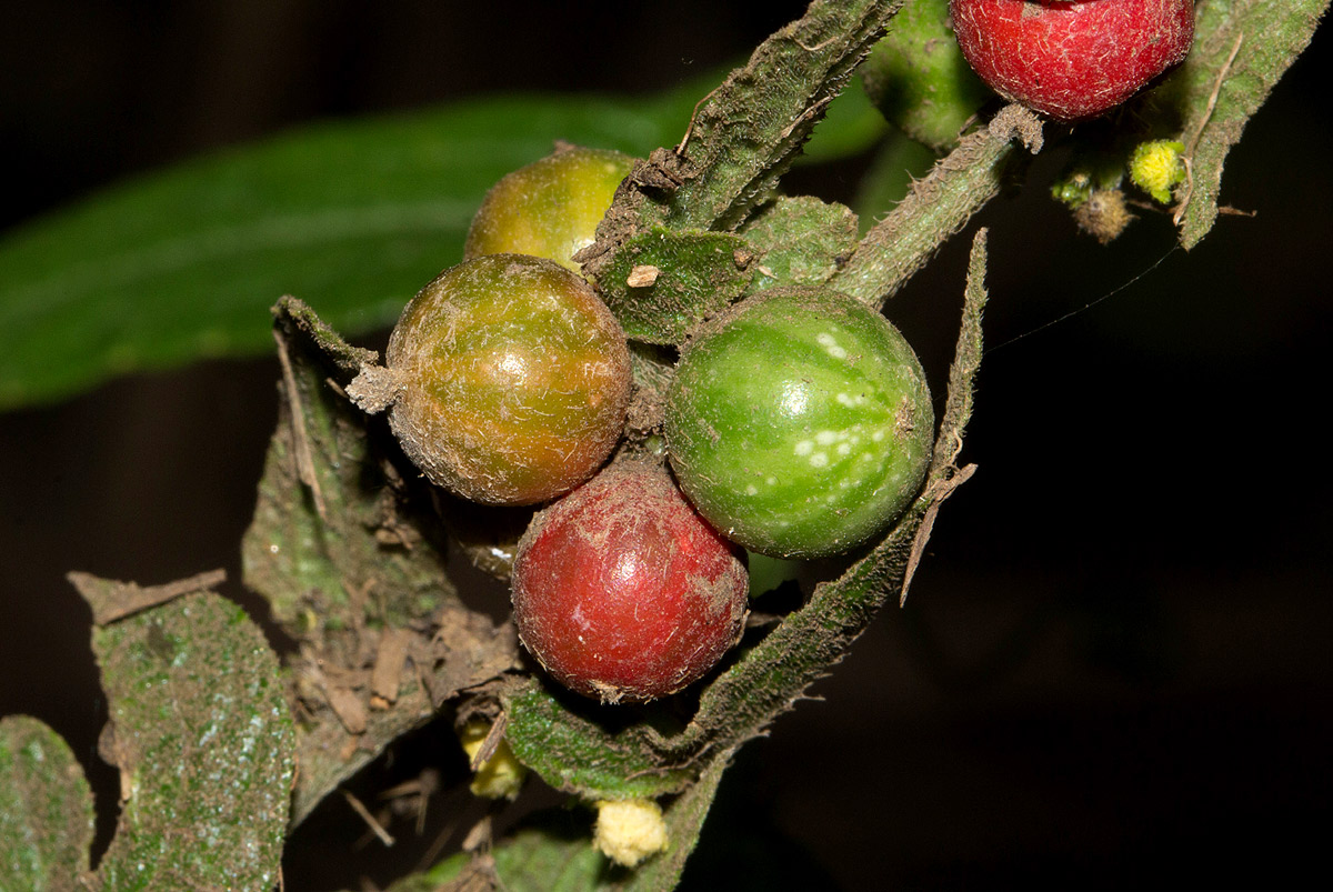 Cucumis maderaspatanus Cucumis maderaspatanus