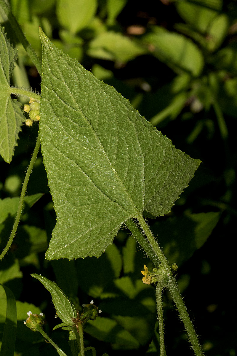 Cucumis maderaspatanus Cucumis maderaspatanus