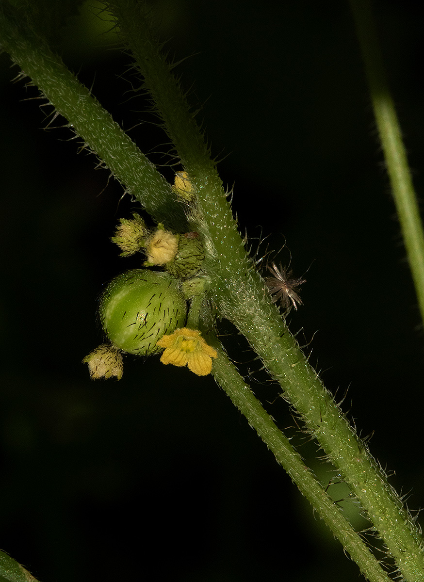 Cucumis maderaspatanus Cucumis maderaspatanus